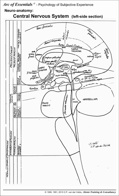 Anatomy of the Brain