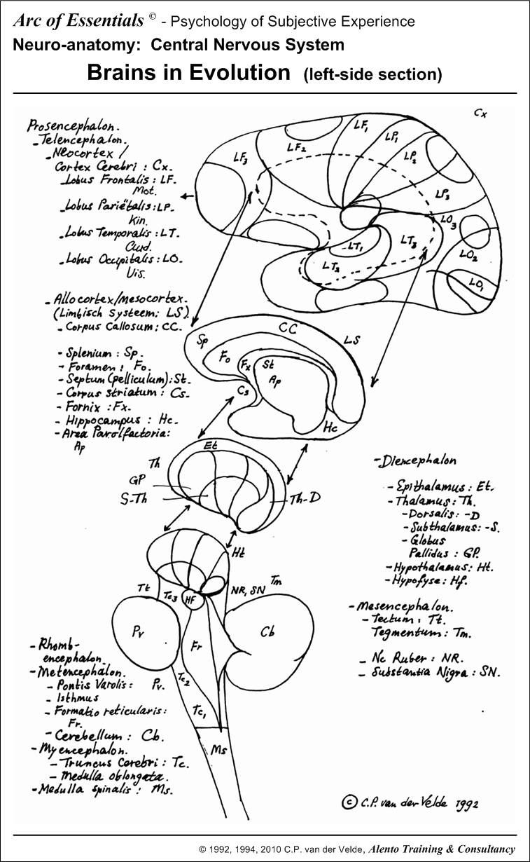Brain parts in evolution