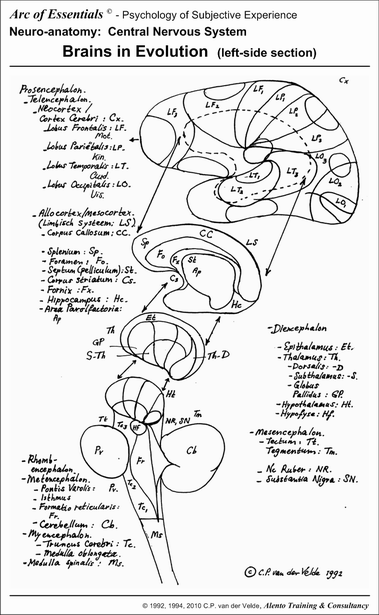 Brain parts in evolution